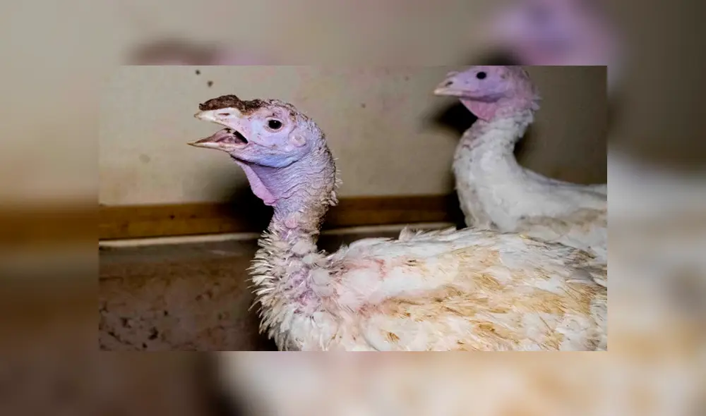 Crueldad Animal: Captan a hombre aplastando el cuello de pavos con un alicate [VIDEO] 