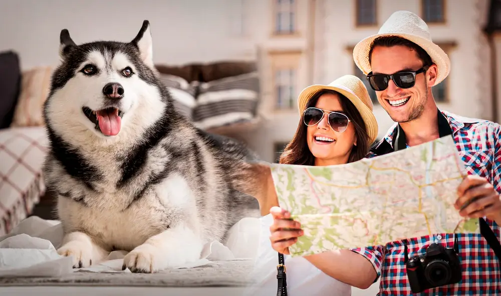 Conoce 4 opciones de hoteles para perros en Lima. Foto: Freepik/ composición LR