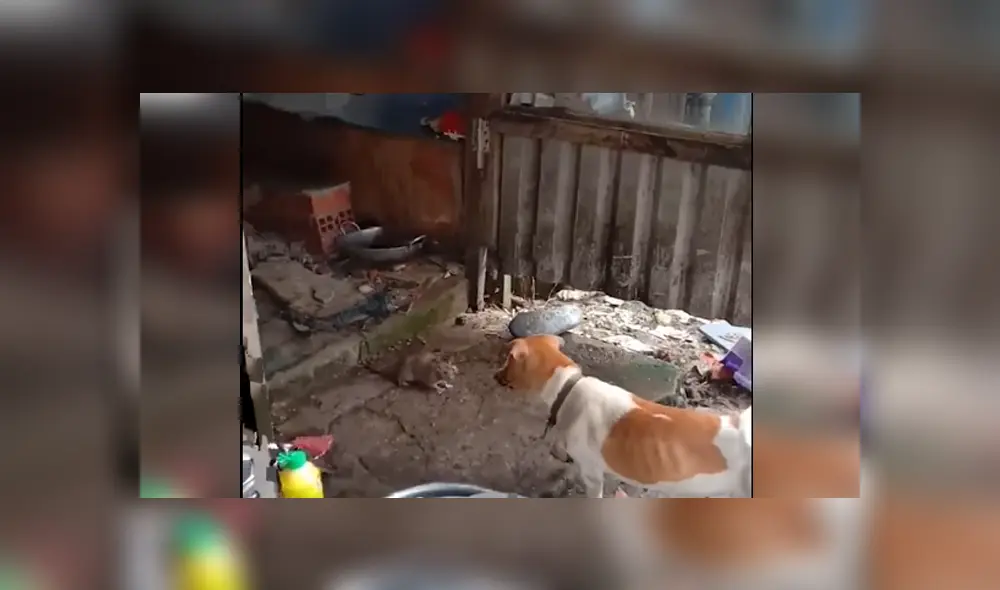 Desliza para ver los detalles del video viral publicado en Facebook. Foto: Captura. Desliza para ver los detalles del video viral publicado en Facebook. Foto: Captura.