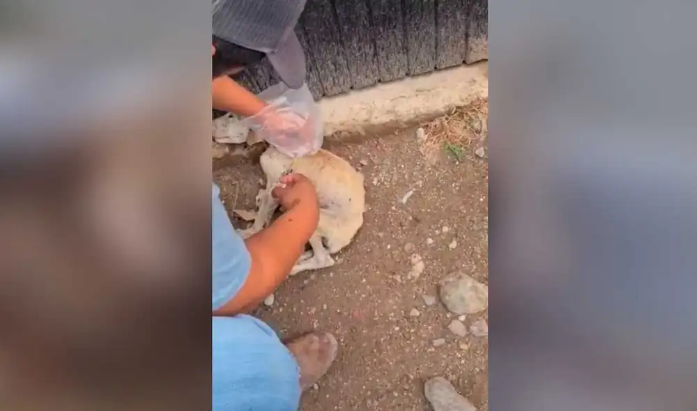Desliza las imágenes para ver la increíble transformación que experimentó este perrito callejero tras ser rescatado. Fotocaptura: Kathia Acosta /TikTok Desliza las imágenes para ver la increíble transformación que experimentó este perrito callejero tras ser rescatado. Fotocaptura: Kathia Acosta /TikTok