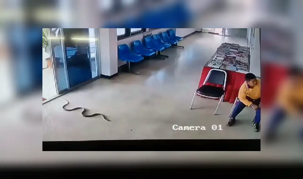YouTube viral: serpiente ingresa a estación de policía e intenta devorar a detenido [VIDEO]
