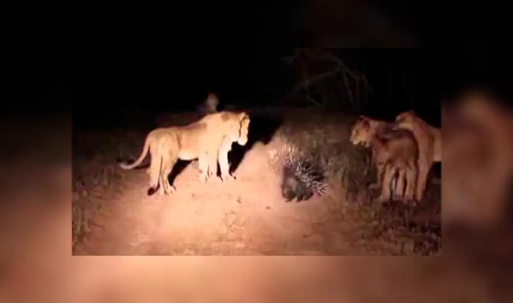 Facebook viral:cámaras registran épica  pelea de puercoespín con hambrientos leones [VIDEO]