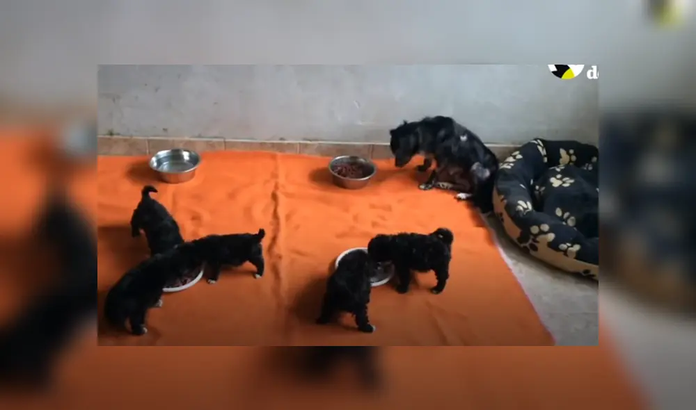 Desliza hacia la izquierda para ver las imágenes del viral de YouTube. Foto: Captura.