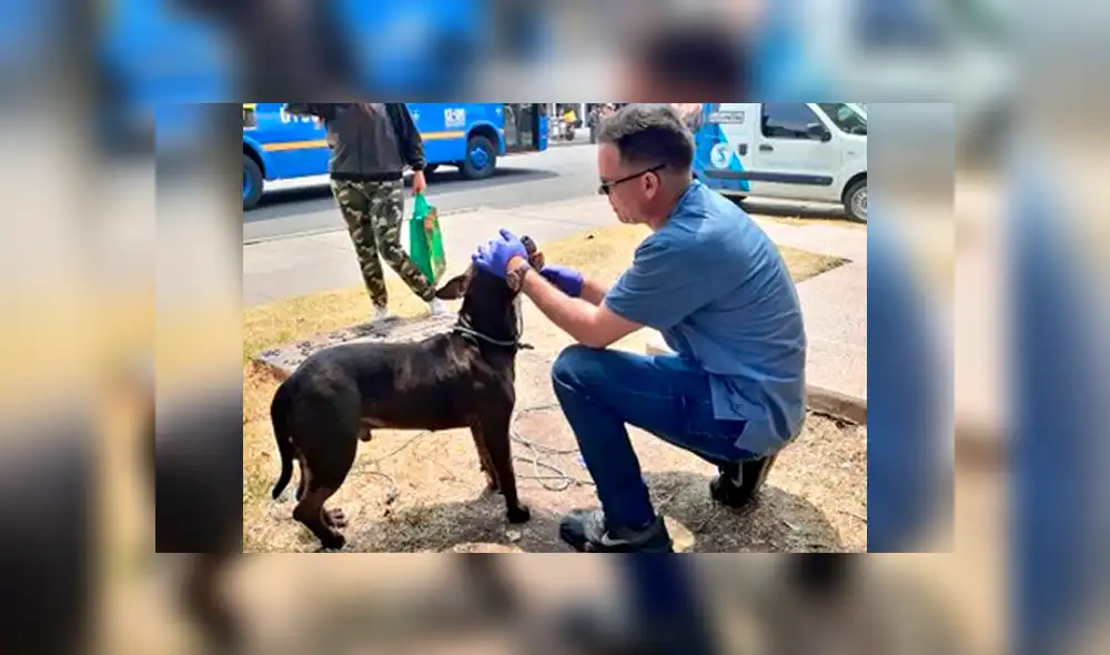 El perro fue atendido por un veterinario.