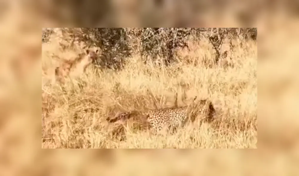 La criatura gritaba por el pánico, pero todo cambó con la llegada de la hiena. Foto: Capture The Wild La criatura gritaba por el pánico, pero todo cambó con la llegada de la hiena. Foto: Capture The Wild