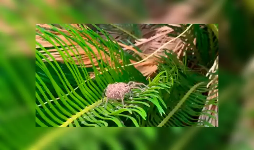 Facebook viral: Joven encuentra misteriosa araña, intenta atraparla y sus crías salen de su lomo para atacarlo