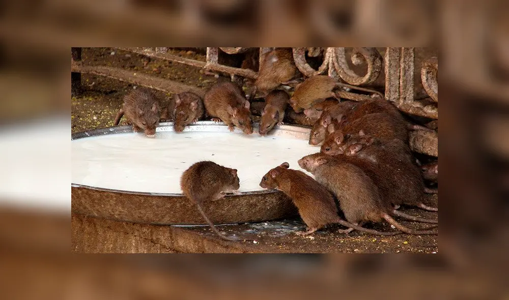 YouTube: ¿Conoces el 'Templo de las ratas' de la India? Aquí la sorprendente historia de este santuario