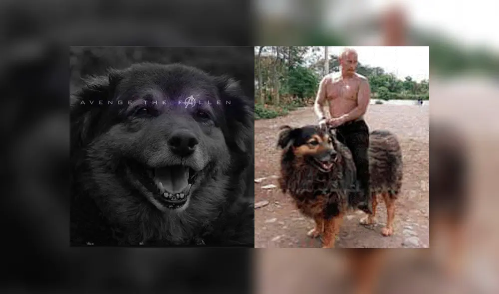 Facebook viral: alumnos de la UNMSM despiden a su 'Perrovaca' con sentimentales memes [FOTOS] 