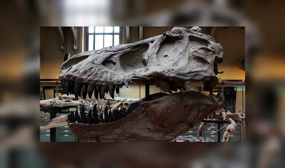 Los restos del 'Asfaltovenator vialidadi' se hallaron la provincia de Chubut, al sur de Argentina.