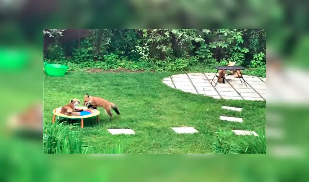 YouTube viral: familia descubre que traviesos zorros visitan su patio trasero durante su ausencia para jugar [VIDEO]