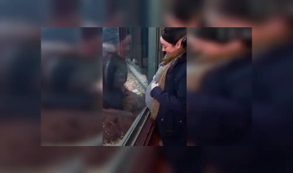 En Facebook, un orangután se emocionó al percatarse de la presencia de una embarazada en su recinto.
