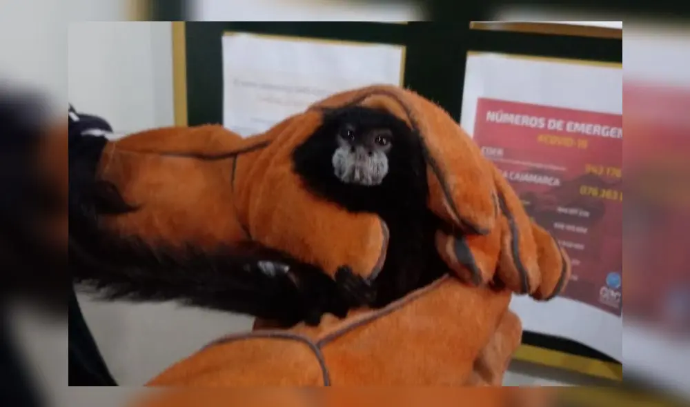 Rescatan a mono que ofrecían por redes sociales. Créditos: SERFOR. Rescatan a mono que ofrecían por redes sociales. Créditos: SERFOR.