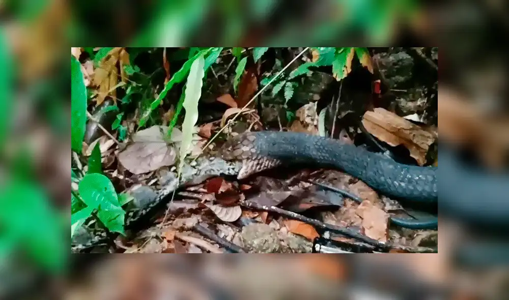 YouTube viral: pitón y culebra tienen un brutal enfrentamiento que remeció a las redes