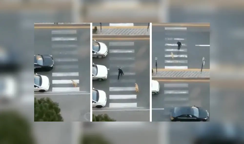 En YouTube, un señor se percató de la presencia de un perro callejero y lo ayudó para que cruce la pista. En YouTube, un señor se percató de la presencia de un perro callejero y lo ayudó para que cruce la pista.