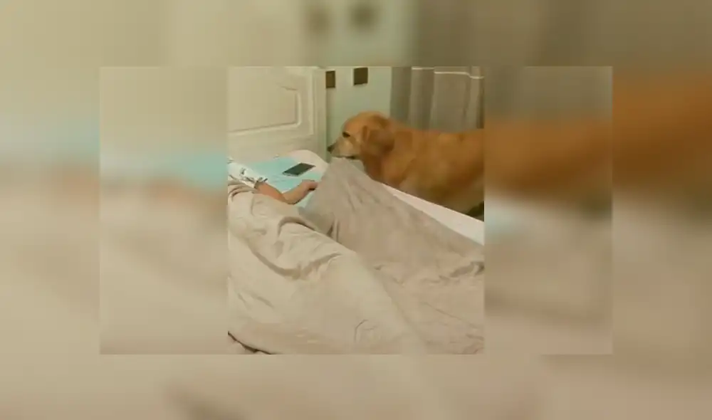 Un video viral muestra el tierno gesto que tuvo un perro al ver que su dueño se había quedado dormido. Un video viral muestra el tierno gesto que tuvo un perro al ver que su dueño se había quedado dormido.