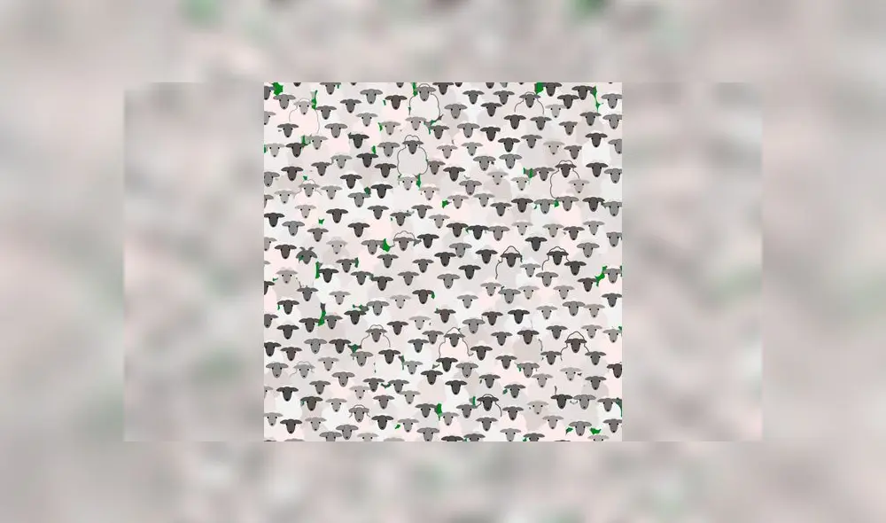 Desliza las imágenes para ver la ubicación de la traviesa cabra que se escondió entre un rebaño de ovejas. Foto: Facebook