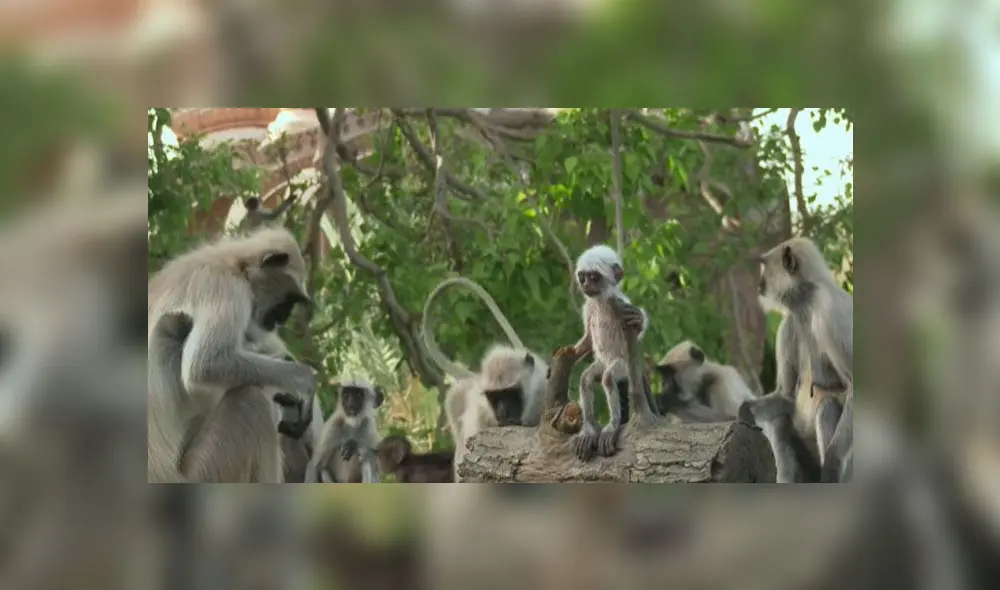 Desliza para enterarte qué sucede cuando ponen un mono robot en medio de un grupo de primates. Foto: Captura