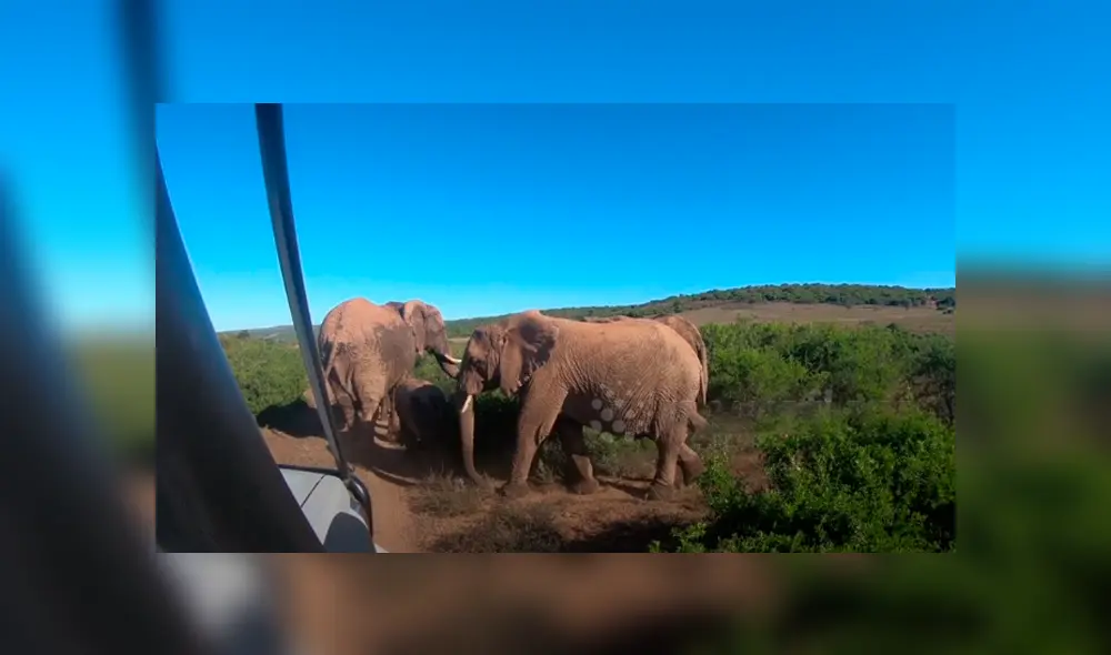 Desliza hacia la izquierda para ver las imágenes del safari que se volvió viral en YouTube. Desliza hacia la izquierda para ver las imágenes del safari que se volvió viral en YouTube.