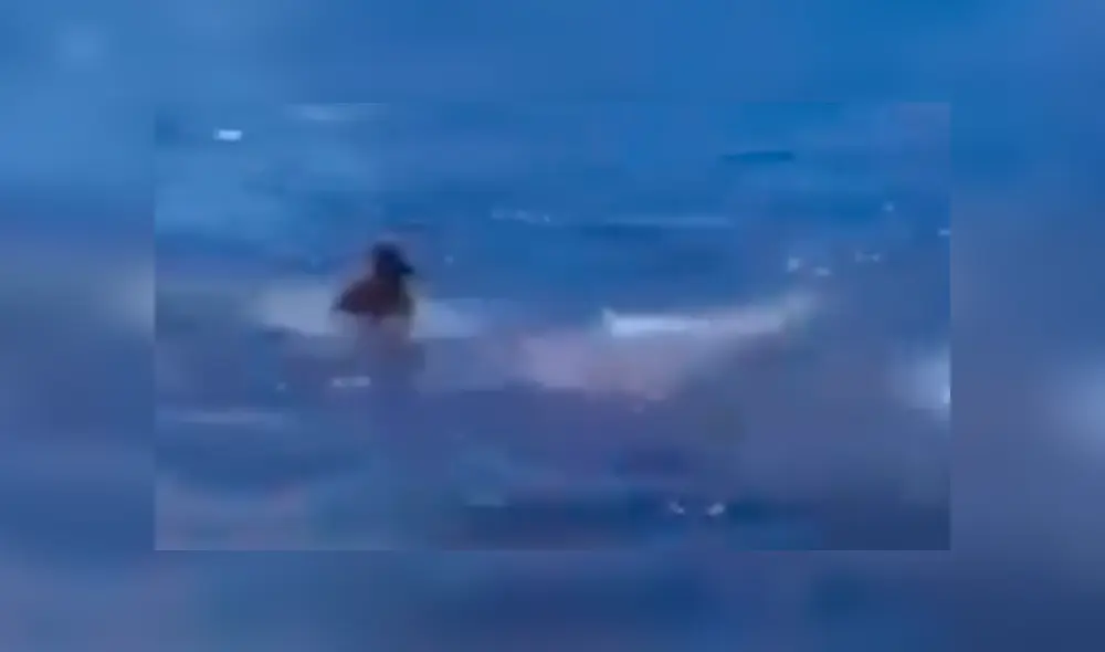 Facebook viral: Feroz tiburón ataca a perro y sus amigos van a su rescate 