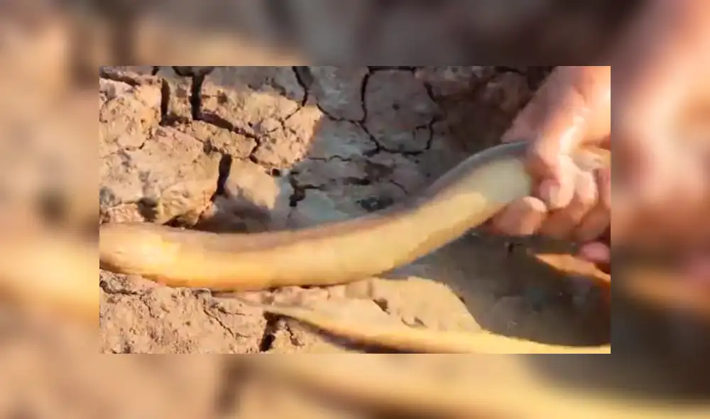 Desliza hacia la izquierda para ver el hallazgo que hizo un pensado y se hizo viral en YouTube.