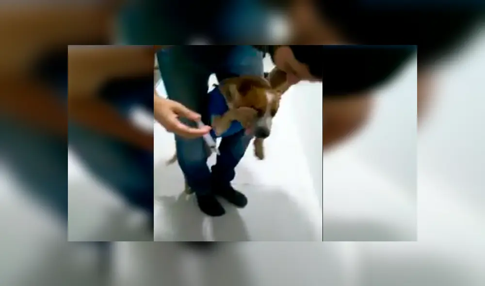 En Facebook, un perro se tapó el hocico para evitar tomar sus medicinas que le recetó su veterinario. En Facebook, un perro se tapó el hocico para evitar tomar sus medicinas que le recetó su veterinario.