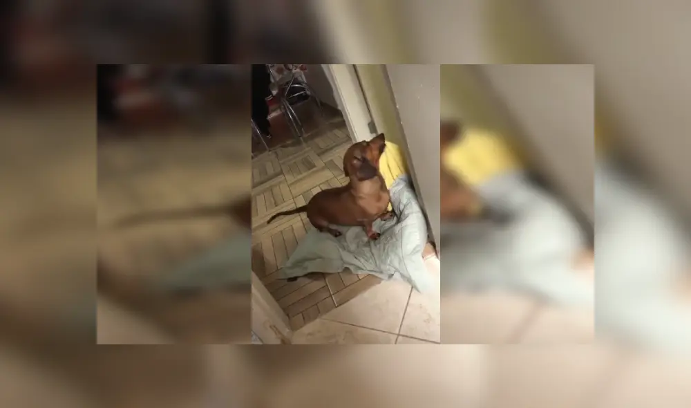 Desliza las imágenes hacia la izquierda para apreciar la emotiva acción de un perro para poder dormir. Fotocaptura: Facebook. Desliza las imágenes hacia la izquierda para apreciar la emotiva acción de un perro para poder dormir. Fotocaptura: Facebook.