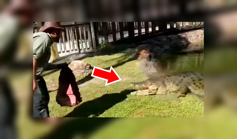 Jóvenes arrojan enormes trozos de carnes a piscina invadida de cocodrilos y sucede lo peor. Jóvenes arrojan enormes trozos de carnes a piscina invadida de cocodrilos y sucede lo peor.