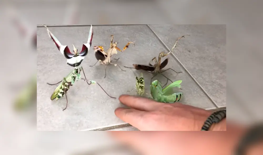 YouTube viral: joven intenta rescatar a mariposa del ataque de feroces mantis y recibe un duro castigo