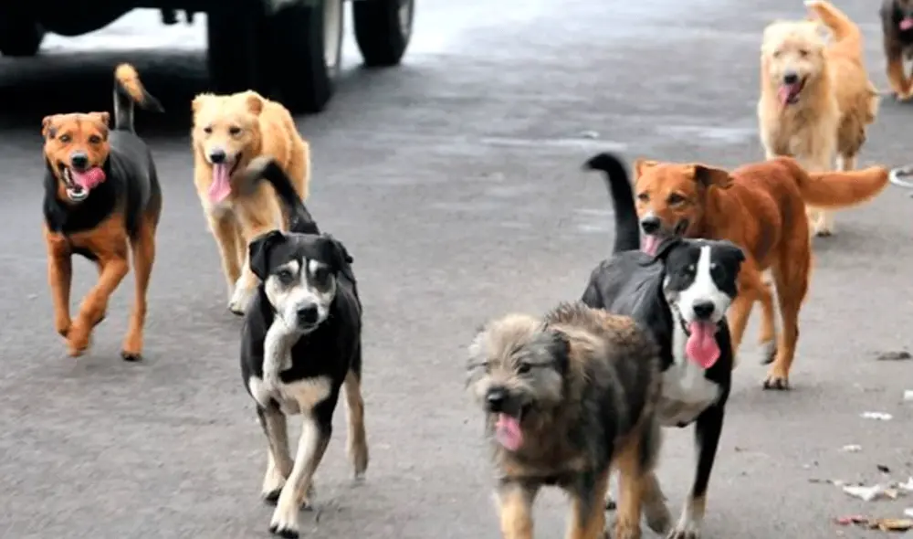 El proyecto de ley ofrece esta alternativa para los perros que sean recogidos de las calles. Foto: Difusión. El proyecto de ley ofrece esta alternativa para los perros que sean recogidos de las calles. Foto: Difusión.