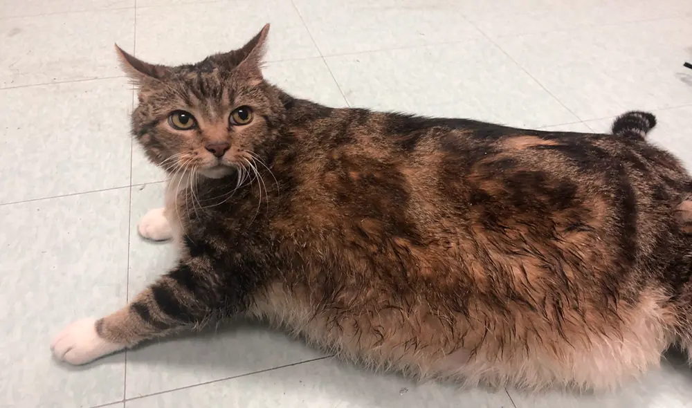 Facebook - gato Facebook - gato