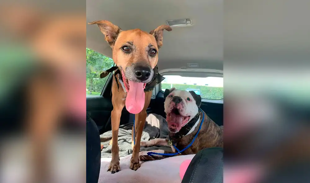 Desliza las imágenes para conocer la emotiva historia de unos perros que fueron llevados a un albergue por su dueño. Foto: DogHouse Rescue Academy/ Facebook