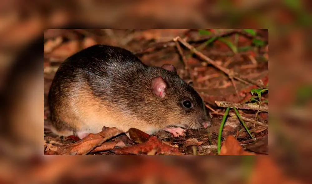 20 Animales en peligro de extinción y extintos en Perú 2019 [FOTOS]