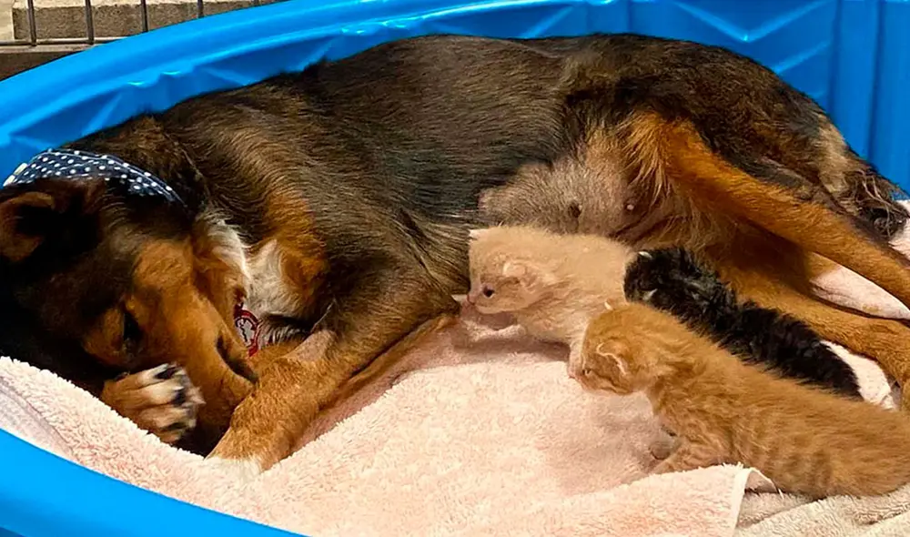 Desliza las imágenes para conocer el conmovedor gesto de una perrita al acoger a unos gatos recién nacidos. Foto: captura de Facebook