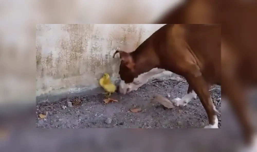 A través de YouTube se hizo viral el momento en que perro conoce a un pato bebé.