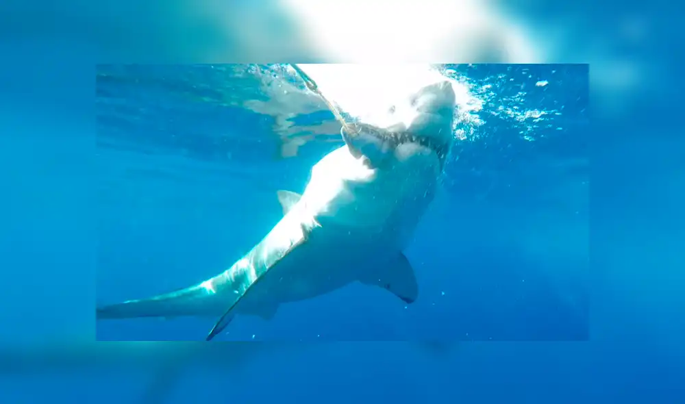 YouTube viral: Enorme tiburón golpea brutalmente en la cara a un buceador [VIDEO] 