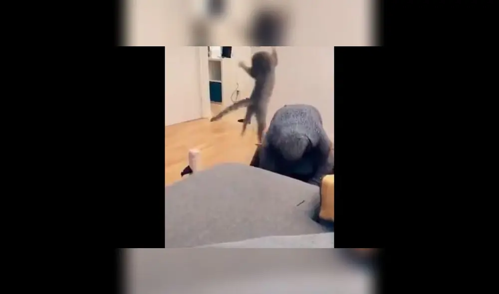 Desliza para ver la maniobra que le aplicó este tierno gatito a su dueña. Foto: Captura. Desliza para ver la maniobra que le aplicó este tierno gatito a su dueña. Foto: Captura.