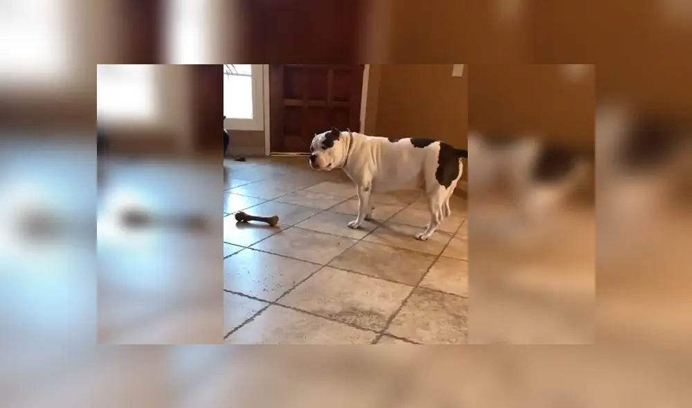 Desliza las imágenes hacia la izquierda para apreciar la conmovedora escena de un perro tras recibir una sorpresa de su amo. Desliza las imágenes hacia la izquierda para apreciar la conmovedora escena de un perro tras recibir una sorpresa de su amo.