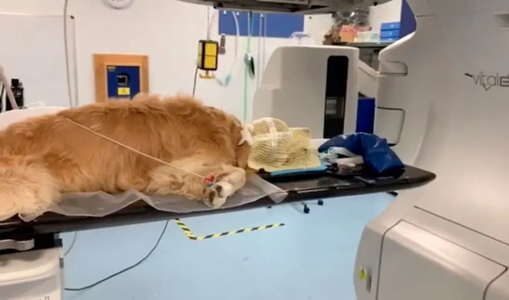Desliza las imágenes para conocer la conmovedora historia de un perro que fue diagnosticado con tumor cerebral. Foto: YouTube Desliza las imágenes para conocer la conmovedora historia de un perro que fue diagnosticado con tumor cerebral. Foto: YouTube
