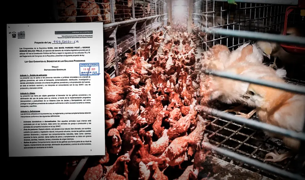 Ley por bienestar de gallinas ponedoras beneficios, contras, opiniones de especialistas y lo que debes saber del Proyecto de Ley 955-2021  Congreso  Sanciones. Foto: composición de Fabrizio Oviedo/La República/Blog Animal Libre/capturas de YouTube/Igualdad Animal/Congreso Perú