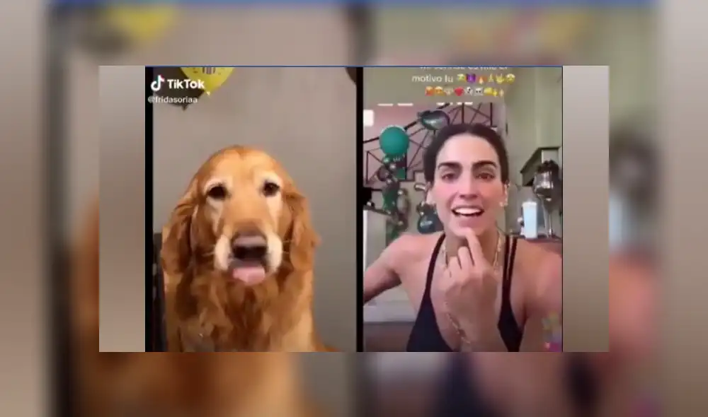 Desliza las imágenes para ver la graciosa escena que protagonizó un perro en TikTok. Desliza las imágenes para ver la graciosa escena que protagonizó un perro en TikTok.