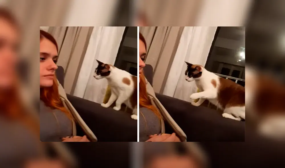 Desliza las imágenes hacia la izquierda para apreciar la reacción de un gato cuando la novia de su dueño lo asustó.