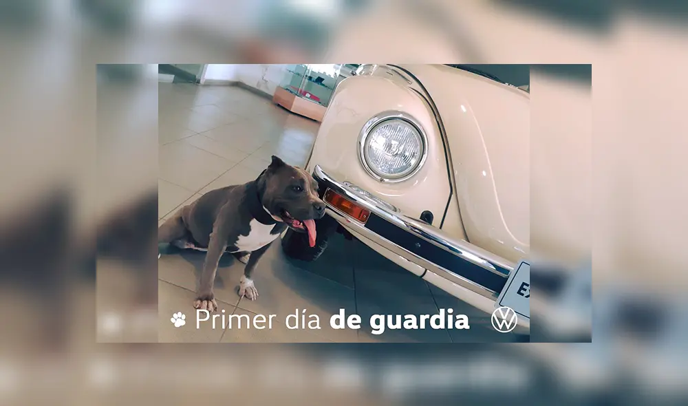 Desliza las imágenes para conocer la historia de Vochita, una perrita adoptada por una empresa de autos. Foto: Captura. Desliza las imágenes para conocer la historia de Vochita, una perrita adoptada por una empresa de autos. Foto: Captura.