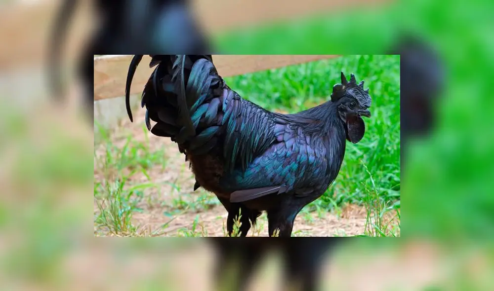 Ayam Cemani, una raza de pollo completamente negra 