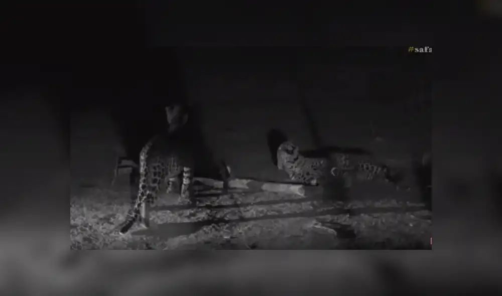 Desliza hacia la izquierda para ver el conmovedor reencuentro de leopardos que se hizo viral en YouTube. Desliza hacia la izquierda para ver el conmovedor reencuentro de leopardos que se hizo viral en YouTube.