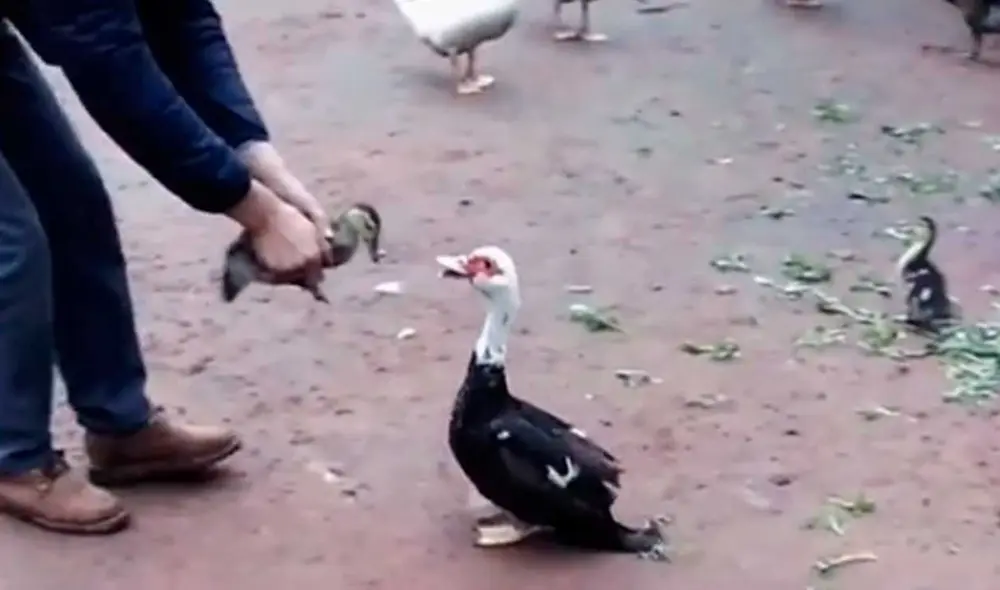 Desliza las imágenes para ver la furiosa reacción que tuvo esta mamá pata al ver que intentaban alejarla de su cría. Foto: captura de TikTok/presentado23adrian