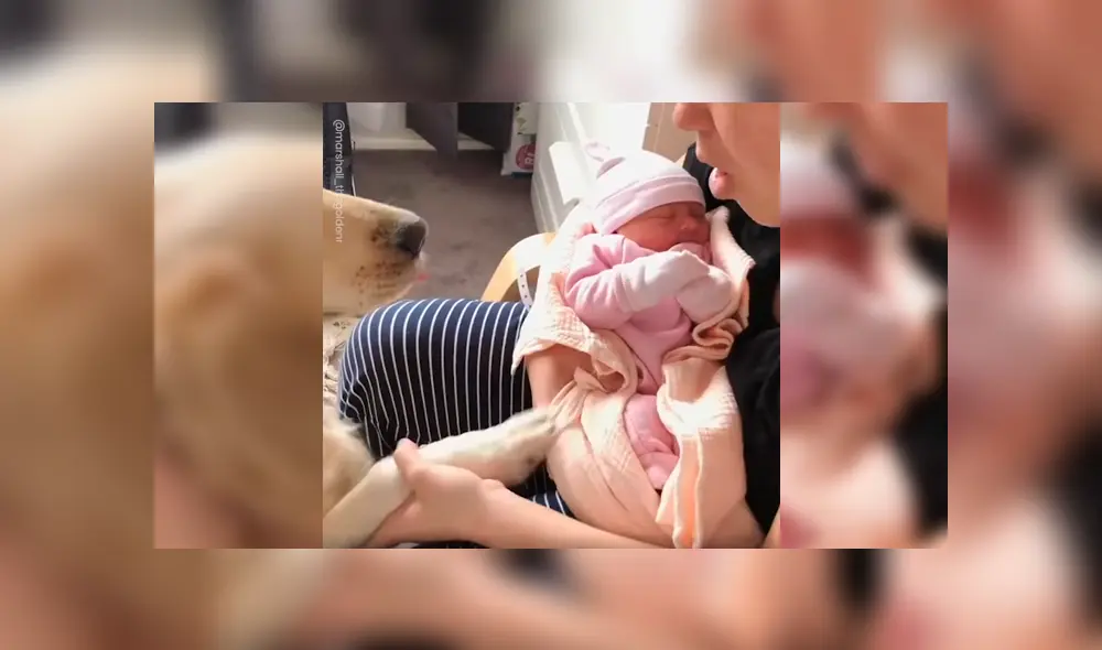 Video es viral en Facebook. Dueños de Golden Retriever grabaron la curiosa conducta del can cuando vio por primera vez a la nueva integrante de la familia