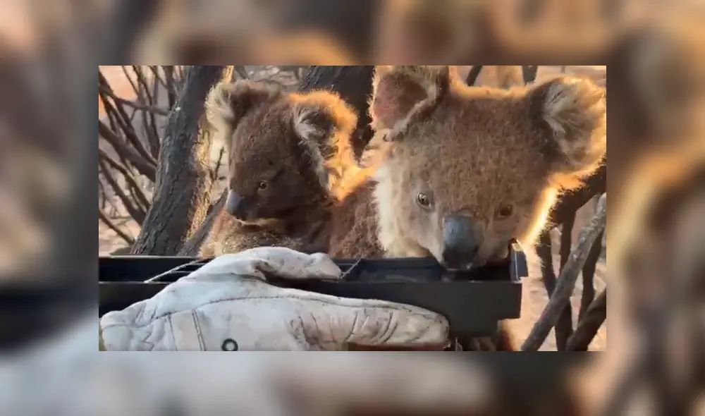 En Facebook, unos bomberos tuvieron un noble gesto con un koala y su cría que sufrieron por los incendios.