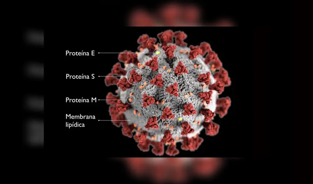 Proteínas en la superficie del SARS-CoV-2. Imagen: CDC/The Conversation. Proteínas en la superficie del SARS-CoV-2. Imagen: CDC/The Conversation.