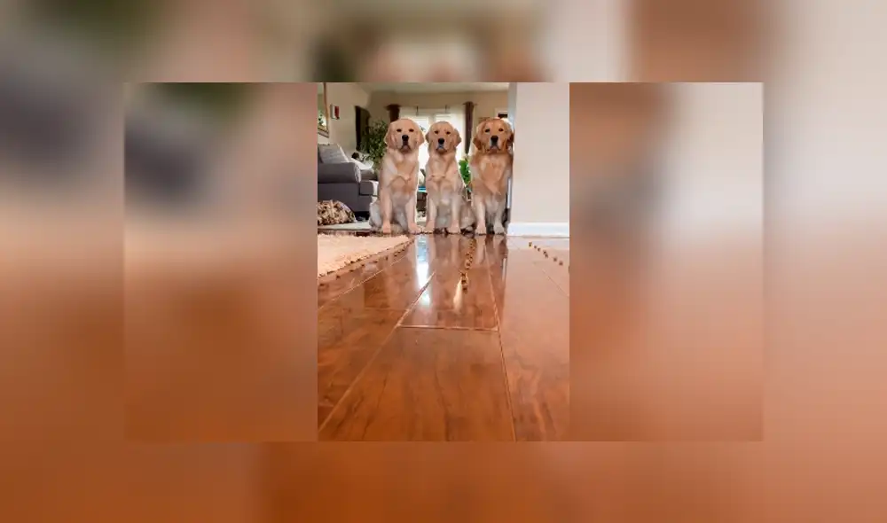 Desliza las imágenes hacia la izquierda para apreciar la improvisada competencia que tuvieron unos perros. Desliza las imágenes hacia la izquierda para apreciar la improvisada competencia que tuvieron unos perros.