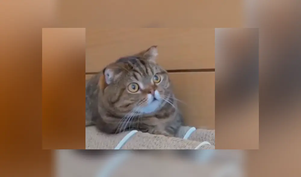 Facebook vira: chica se disfraza de ‘La Monja’ para asustar a su gato, sin imaginar la reacción que tendría el felino